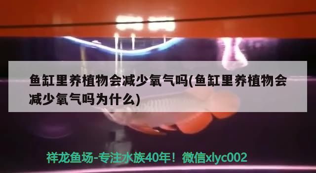 魚缸里養植物會減少氧氣嗎(魚缸里養植物會減少氧氣嗎為什么)
