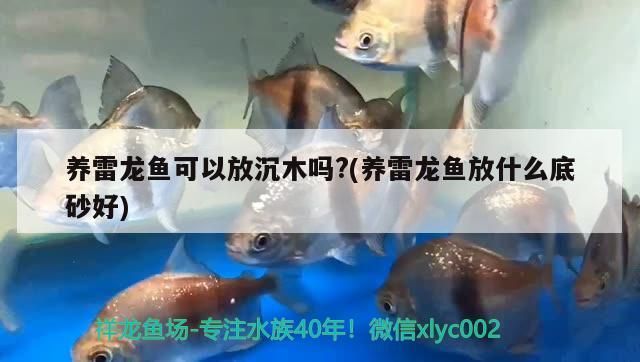 養雷龍魚可以放沉木嗎?(養雷龍魚放什么底砂好)