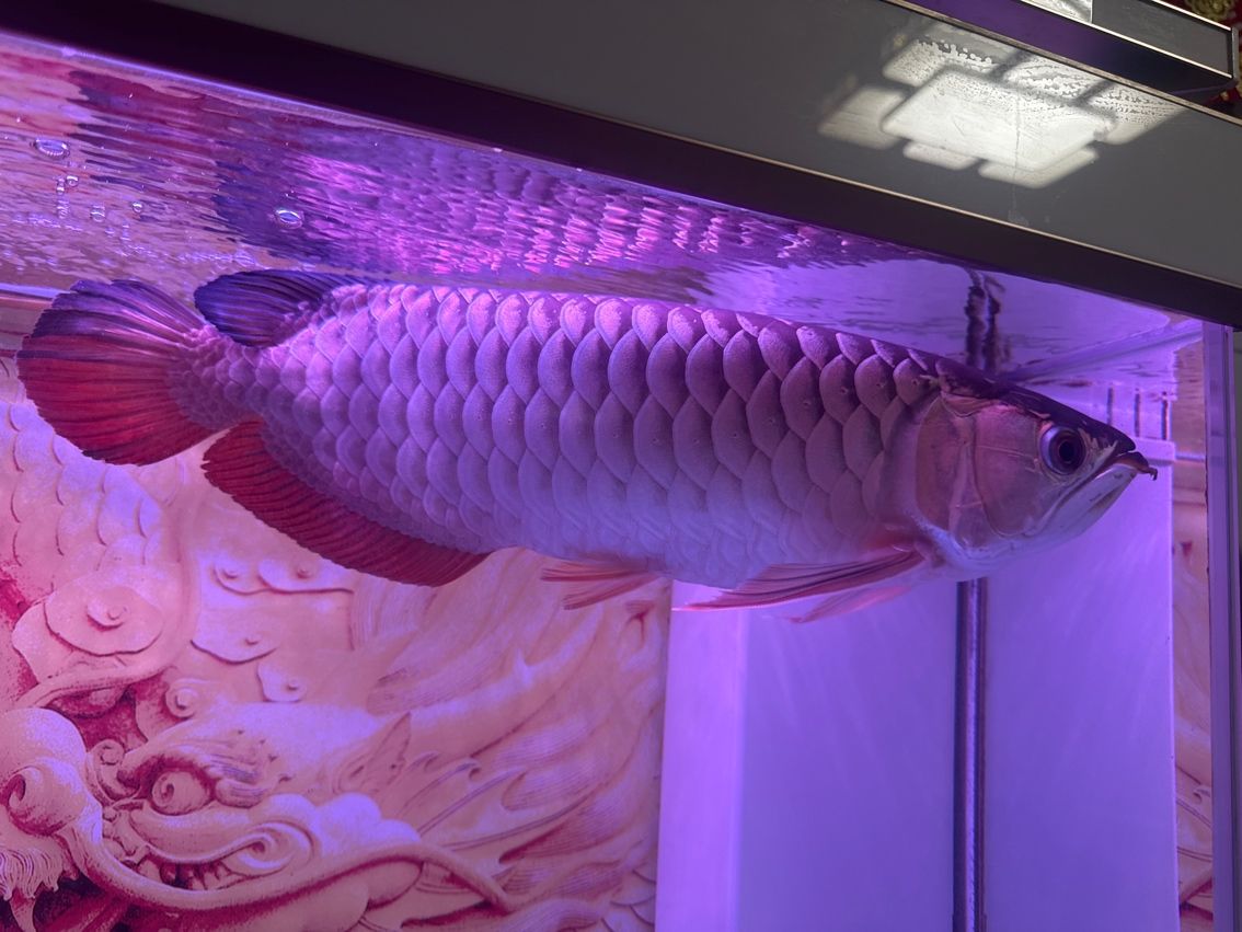 古典過背龍魚