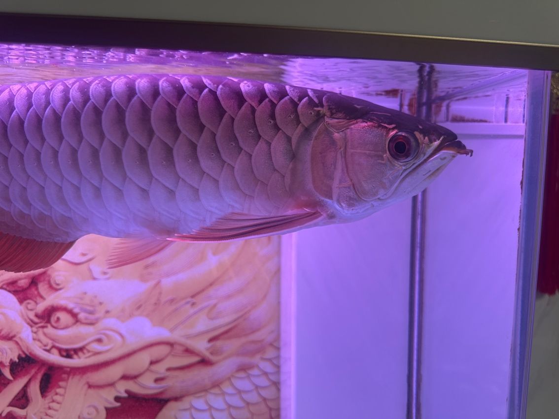 古典過背龍魚