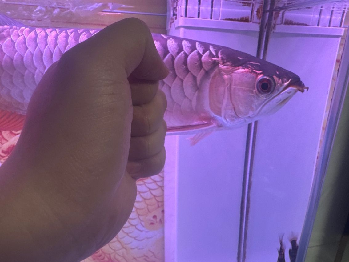 古典過背龍魚