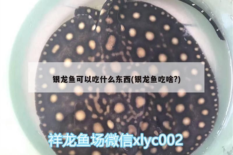 銀龍魚可以吃什么東西(銀龍魚吃啥?)