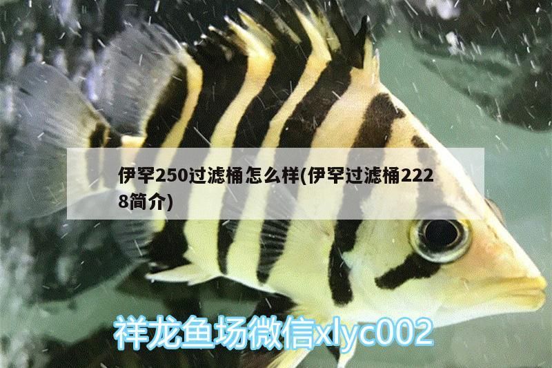 伊罕250過濾桶怎么樣(伊罕過濾桶2228簡介)