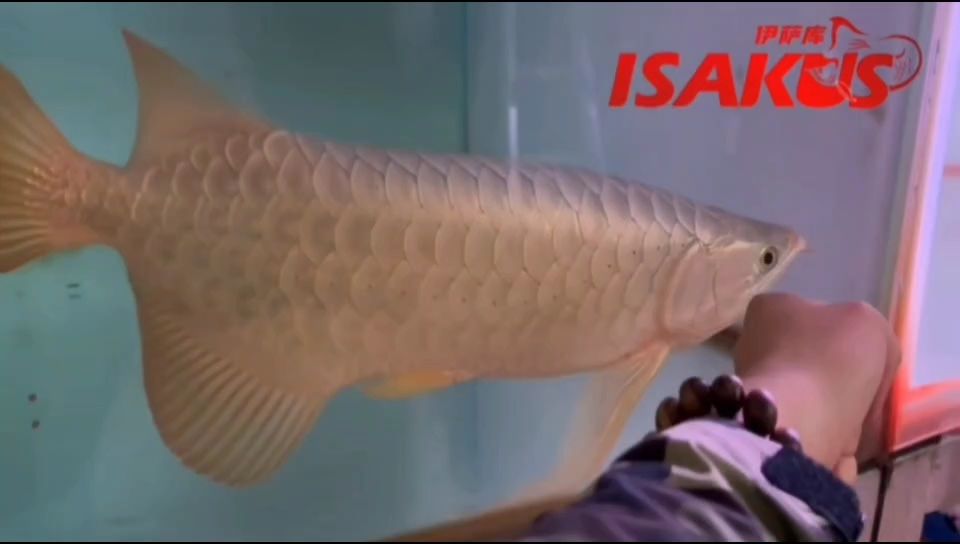 恐龍魚不開食怎么辦視頻教學及恐龍魚不開食怎么辦視頻教學全集，恐龍魚不開食怎么辦