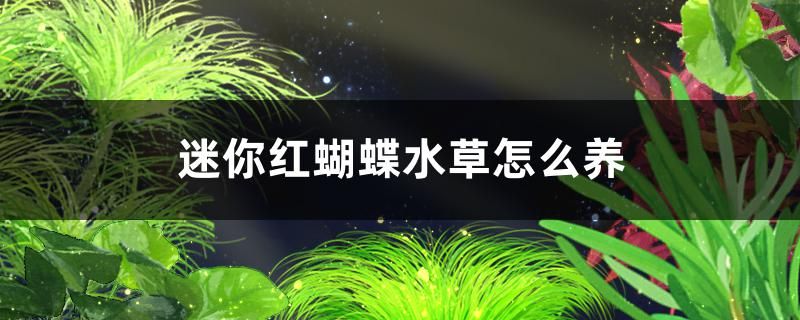 迷你紅蝴蝶水草好養嗎怎么養