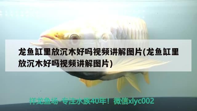 詳細閱讀:龍魚缸里放沉木好嗎視頻講解圖片(龍魚缸里放沉木好嗎視頻講解圖片) 龍魚缸里放沉木好嗎視頻講解圖片(龍魚缸里放沉木好嗎視頻講解圖片)