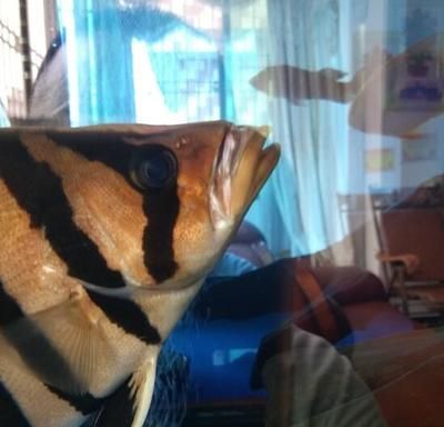 虎魚眼睛有點白霧：虎魚眼睛出現白霧可能是由于水質問題引起的,水質不佳容易導致細菌感染