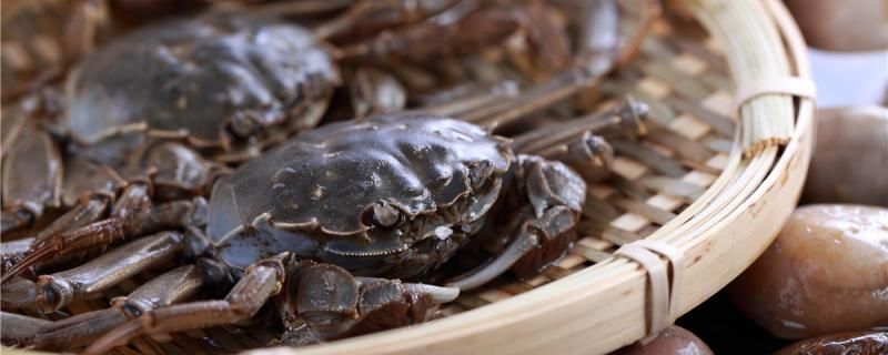 小螃蟹可以養在魚缸里嗎