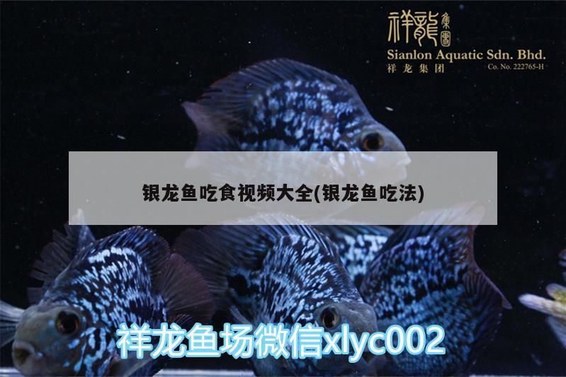 銀龍魚吃食視頻大全(銀龍魚吃法)