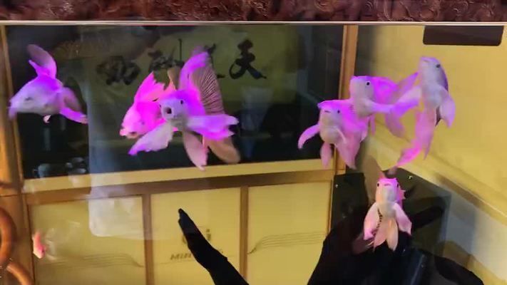 臺灣蝴蝶鯉圖片大全（關于臺灣蝴蝶鯉的圖片資源綜合搜索結果信息整理信息整理）