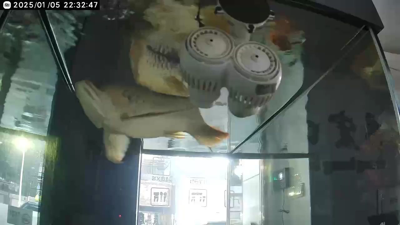 混養了半年了，前四個月都不打