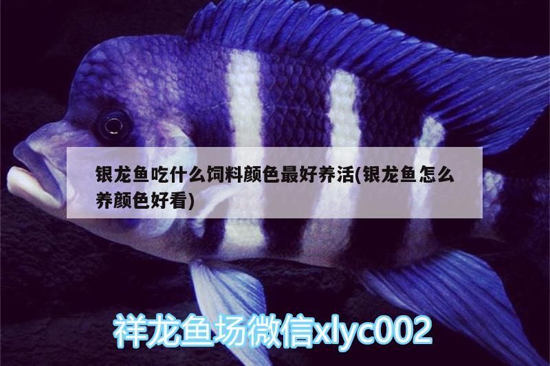 銀龍魚吃什么飼料顏色最好養活(銀龍魚怎么養顏色好看)
