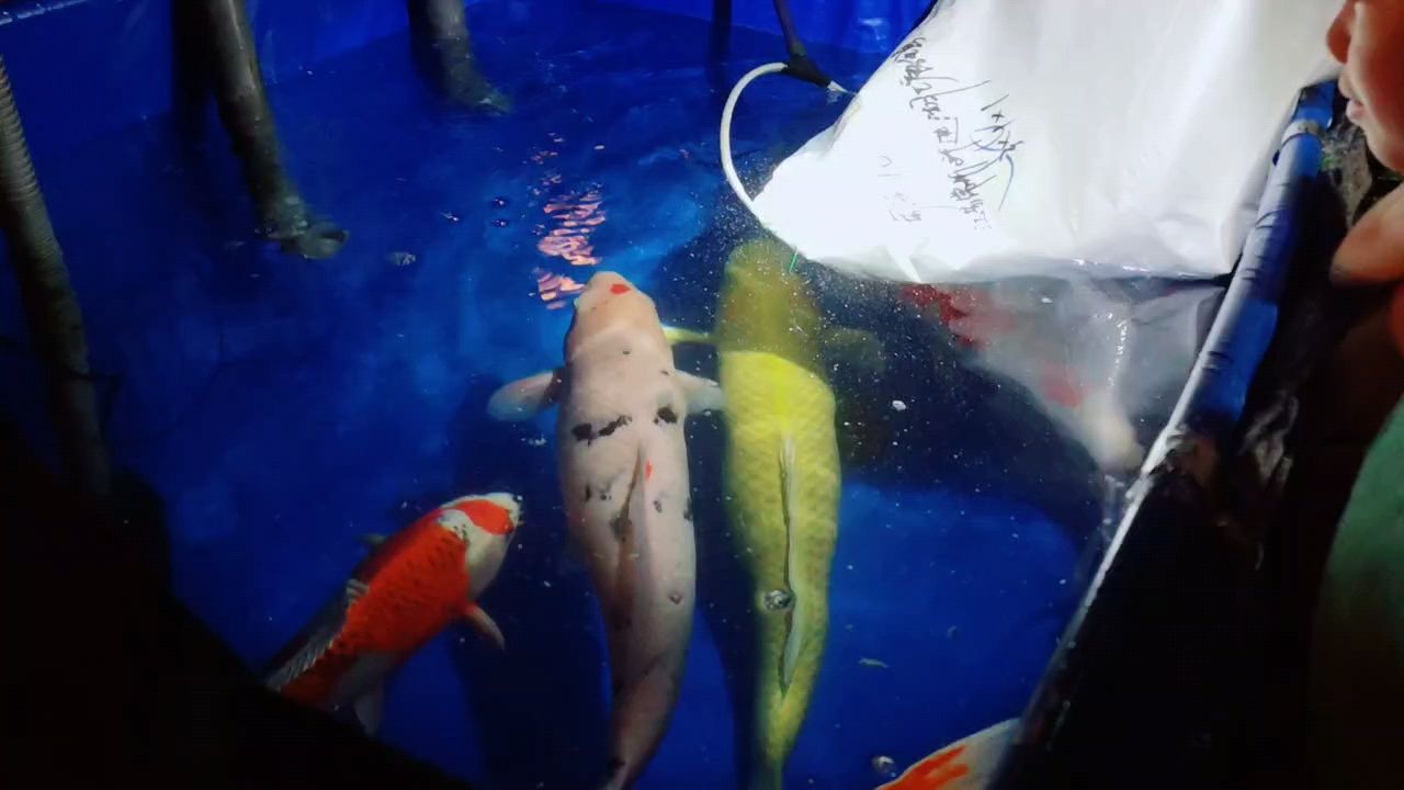 撈年魚咯