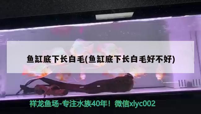魚缸底下長白毛(魚缸底下長白毛好不好)