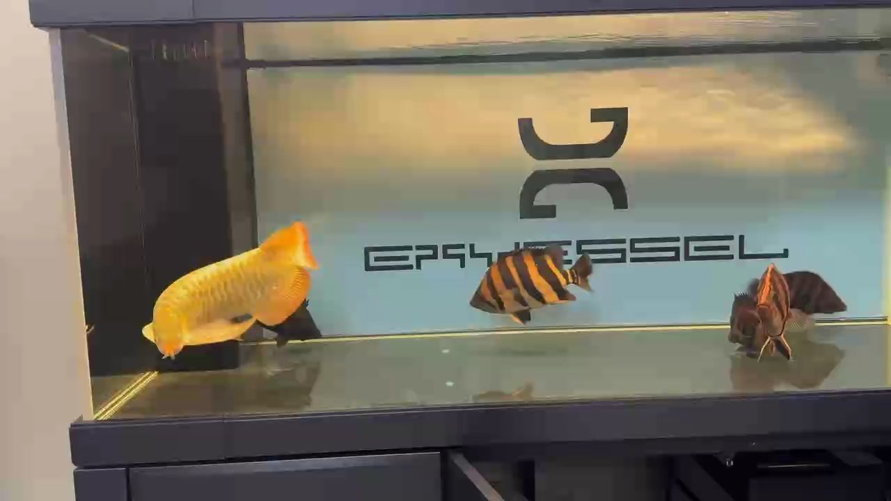 這條魚的品相怎么樣 大家幫忙看看