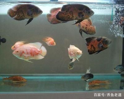 地圖魚養(yǎng)幾條最旺財（養(yǎng)地圖魚的風水講究）