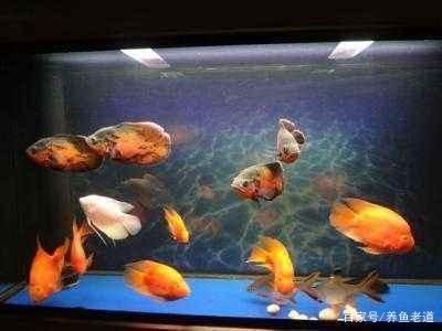 地圖魚養(yǎng)幾條最旺財（養(yǎng)地圖魚的風水講究）