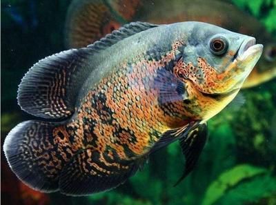 地圖魚養(yǎng)幾條最旺財（養(yǎng)地圖魚的風水講究）