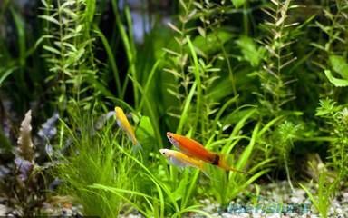觀賞魚 百科（觀賞魚的飼養(yǎng)技巧）