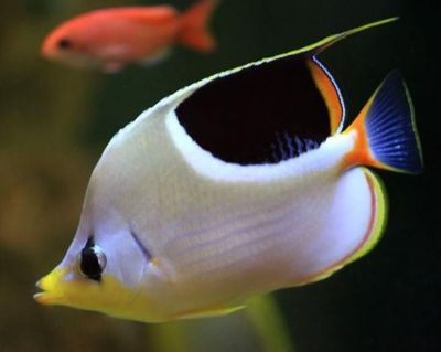 觀賞魚 百科（觀賞魚的飼養(yǎng)技巧）