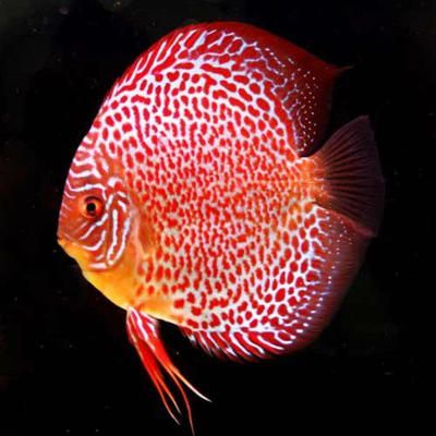 觀賞魚 百科（觀賞魚的飼養(yǎng)技巧）