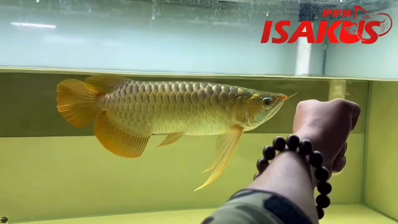 立體感強(qiáng)的氣勢猛的