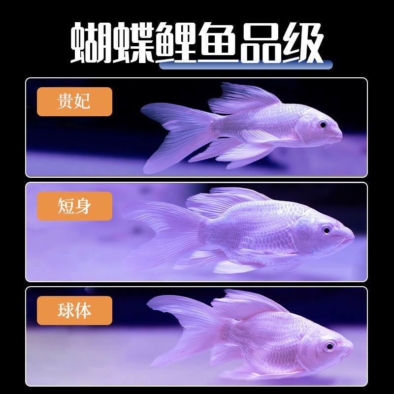 蝴蝶鯉5cm養(yǎng)多久能到30cm(蝴蝶鯉從5cm長(zhǎng)到30cm的時(shí)間受喂養(yǎng)方式、水溫控制等因素影響) 蝴蝶鯉百科 第2張 蝴蝶鯉5cm養(yǎng)多久能到30cm(蝴蝶鯉從5cm長(zhǎng)到30cm的時(shí)間受喂養(yǎng)方式、水溫控制等因素影響) 蝴蝶鯉5cm養(yǎng)多久能到30cm(蝴蝶鯉從5cm長(zhǎng)到30cm的時(shí)間受喂養(yǎng)方式、水溫控制等因素影響) 蝴蝶鯉百科 第2張