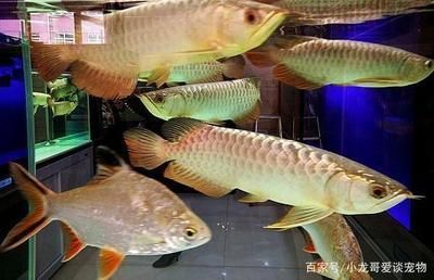 愛養魚的龍哥是誰