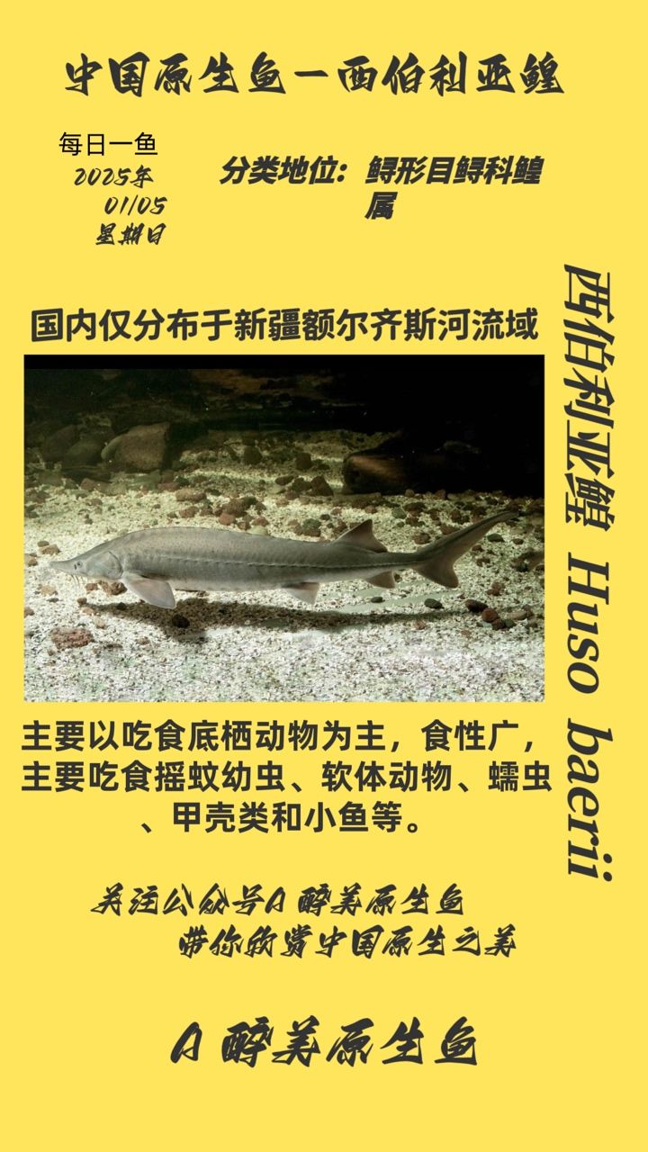 西伯利亞鰉