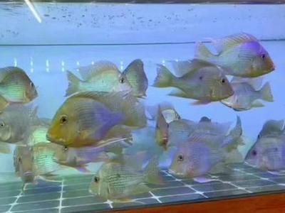 元寶鳳凰魚(yú)氧氣供應(yīng)解決方案：元寶鳳凰魚(yú)最佳飼養(yǎng)環(huán)境，如何監(jiān)測(cè)魚(yú)缸氧氣含量