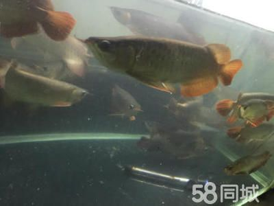 孟吉爾紅龍f1品質(zhì)怎么樣值得買嗎：孟吉爾紅龍f1值得買嗎