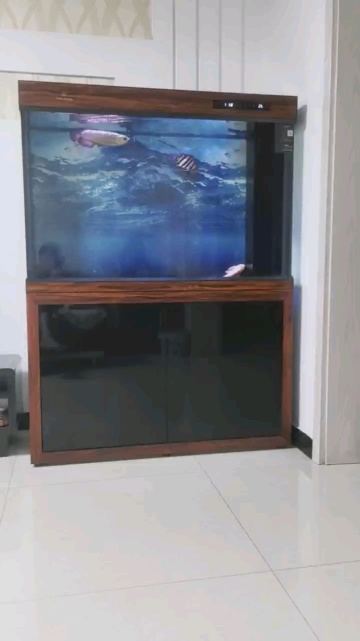 虎魚安全入缸。 虎魚安全入缸。 龍魚論壇