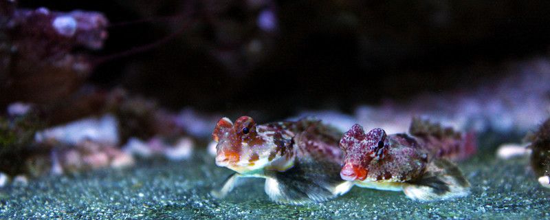 魚缸里的魚突然不見了怎么辦魚突然死掉有哪些原因