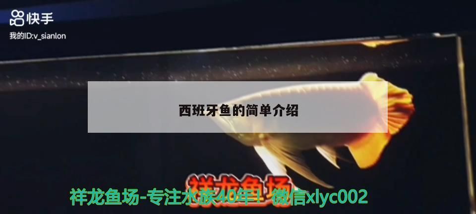 西班牙魚的簡單介紹