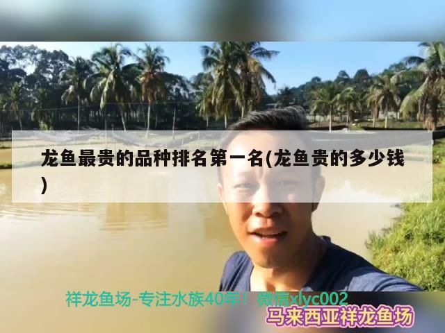 龍魚最貴的品種排名第一名(龍魚貴的多少錢)