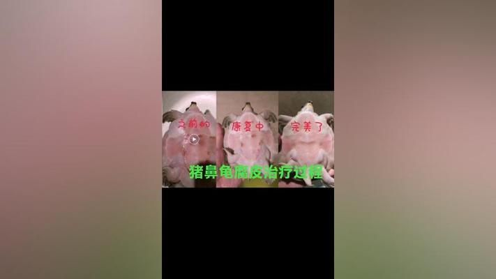 豬鼻龜輕微腐皮需要治療嗎：豬鼻龜爛甲腐皮怎么辦