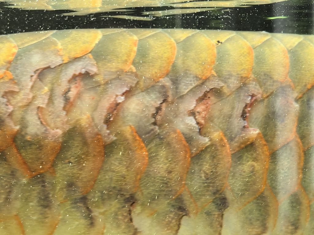 紅龍這樣了怎么治