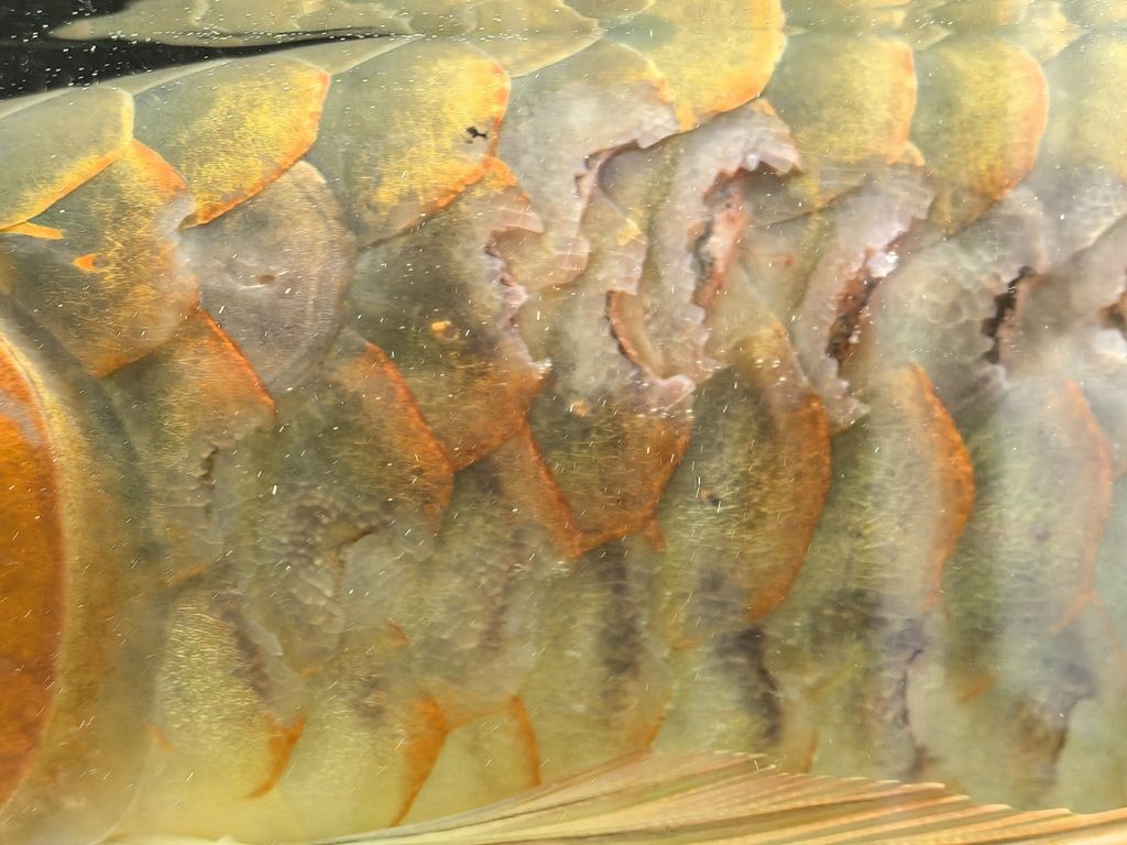 紅龍這樣了怎么治