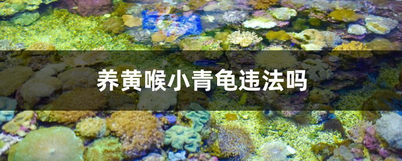 養黃喉小青龜違法嗎