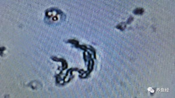 魟魚尾部塌陷是好事還是惡性：魟魚尾塌陷是好事還是惡性 魟魚尾部塌陷是好事還是惡性：魟魚尾塌陷是好事還是惡性 魟魚百科 第2張