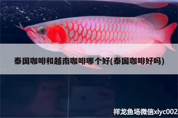 泰國咖啡和越南咖啡哪個好(泰國咖啡好嗎)