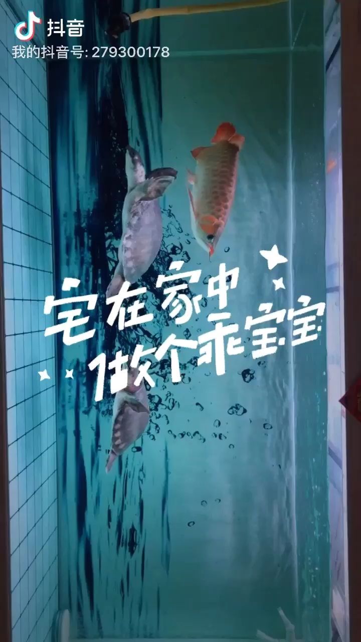 界首市西城一諾水族金魚店