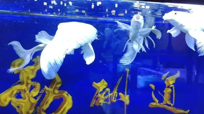 怎么讓蝴蝶鯉快速長(zhǎng)大（如何讓蝴蝶鯉快速長(zhǎng)大）