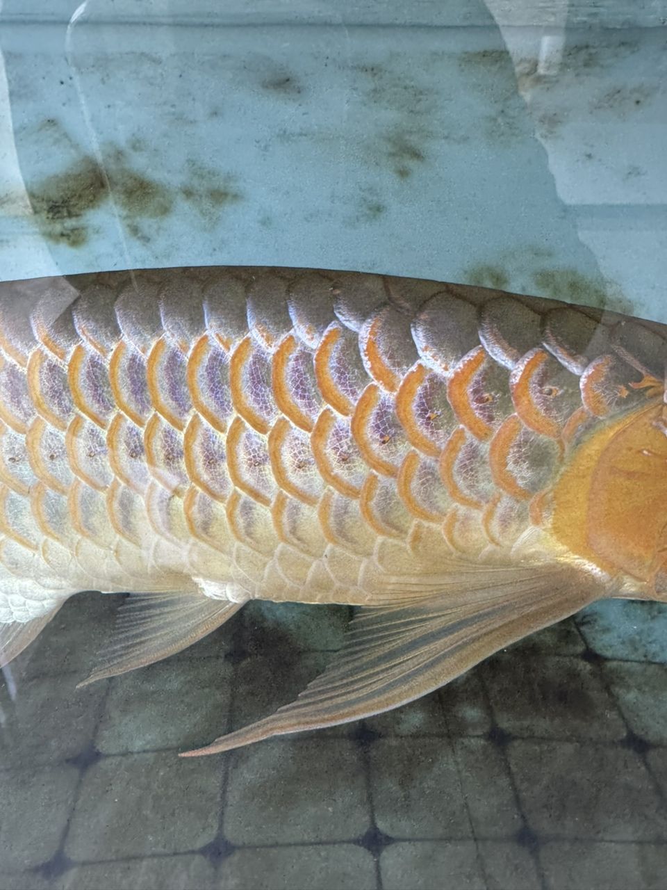 白缸飛利浦6500K一支頂燈