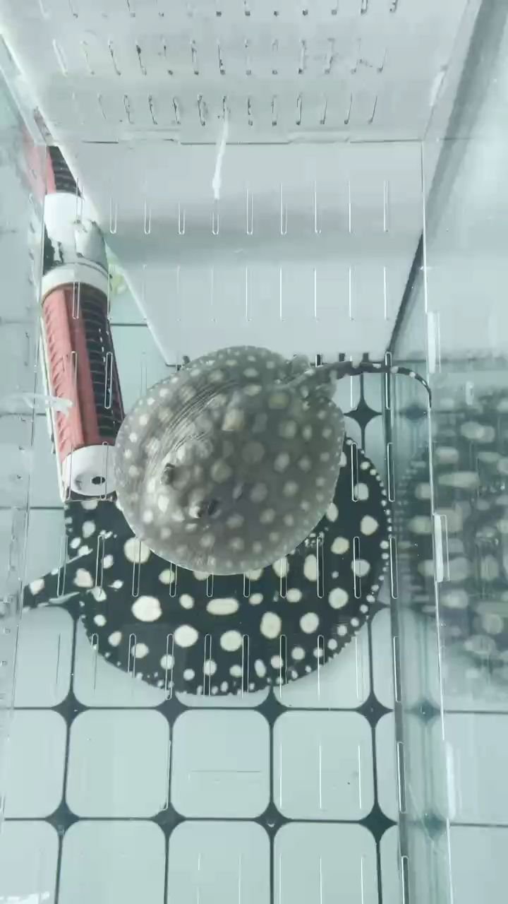突然的下小魚了，沒見交配，沒見懷孕，意外驚喜！！！