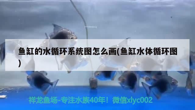 魚缸的水循環系統圖怎么畫(魚缸水體循環圖)