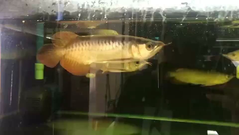 今年最冷節 小寒