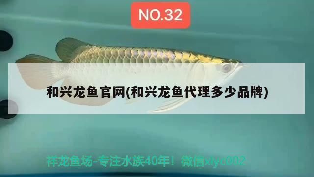 和興龍魚官網(和興龍魚代理多少品牌)