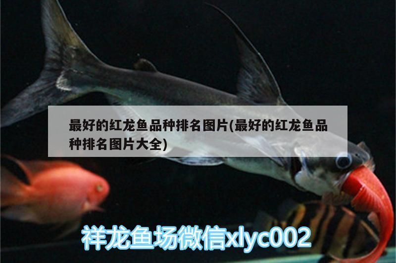 最好的紅龍魚品種排名圖片(最好的紅龍魚品種排名圖片大全)