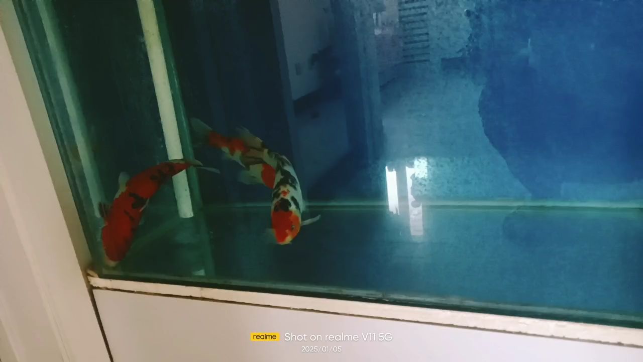 那位大神快指點一下從前天起開始就這樣了，游的好好的突然就翻身一會就死掉了，七八條魚就剩這三條了，急急急 那位大神快指點一下從前天起開始就這樣了，游的好好的突然就翻身一會就死掉了，七八條魚就剩這三條了，急急急 龍魚論壇